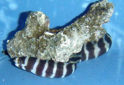 Echidna polyzona - Ringel-Muräne