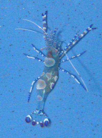 Periclimenes yucatanicus - karibische Anemonengarnele