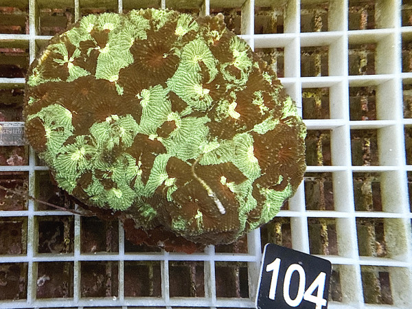 Favia spec.- ultra (104)