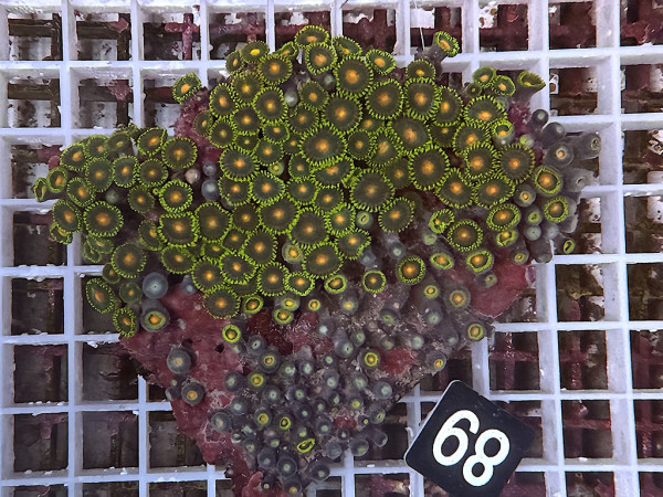 Zoanthus spec. Krustenanemonen (89)