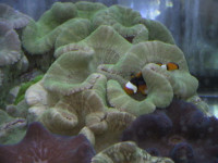 Stichodactyla haddoni - Tæppeanemone Stichodactyla haddoni - Tæppeanemone