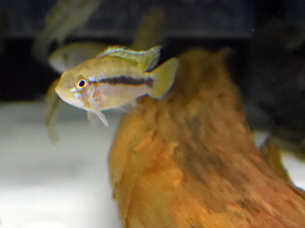 Apistogramma cf. Ortegai - Purple