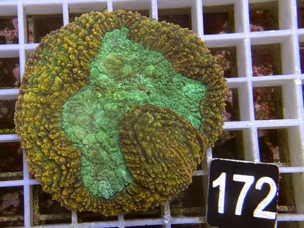Lobophyllia spec. - Hirnkoralle ultra (172)