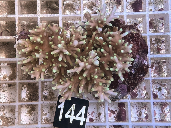 Acropora spec. (144)