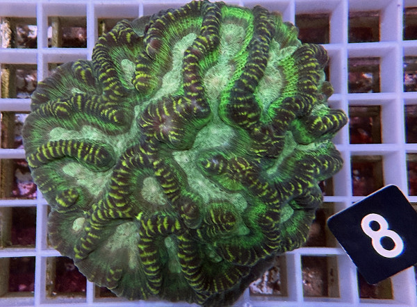 Oulophyllia spec. - Hirnkoralle (8)