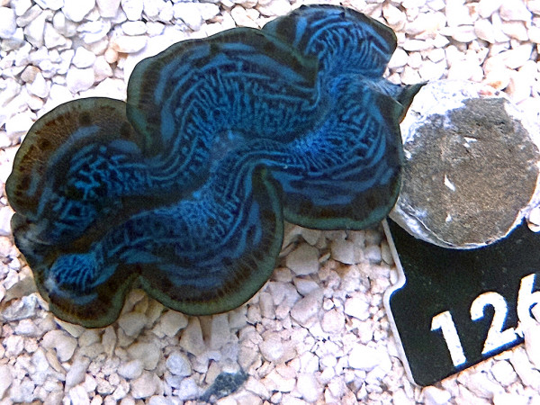 Tridacna maxima 5 cm (126)