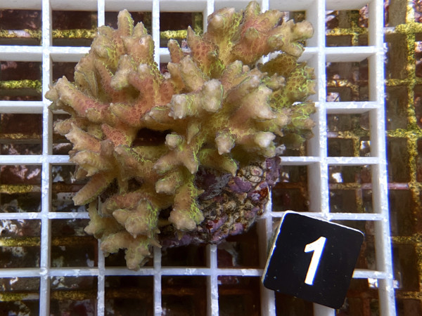 Seriatopora sp. - Buschkoralle (1)