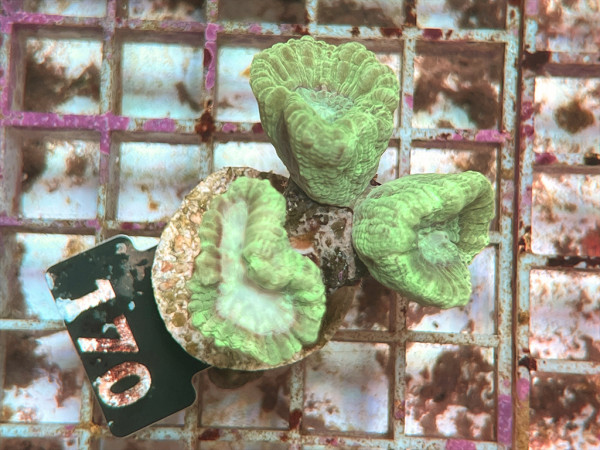 Caulastrea spp. Frag (170)