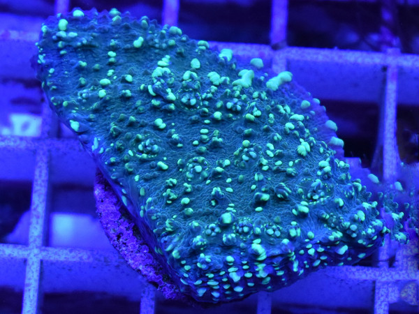 Echinophyllia spp. - Chalice Green Frag