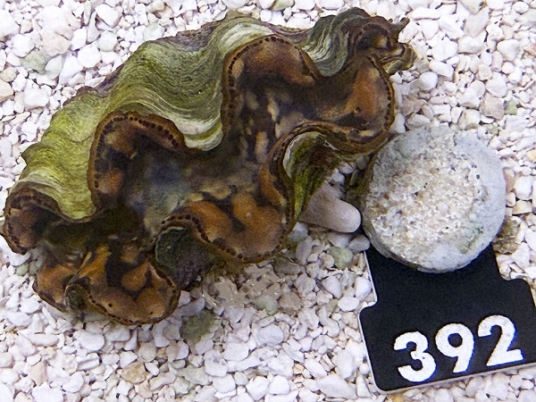 Tridacna maxima 5-6 cm (392)