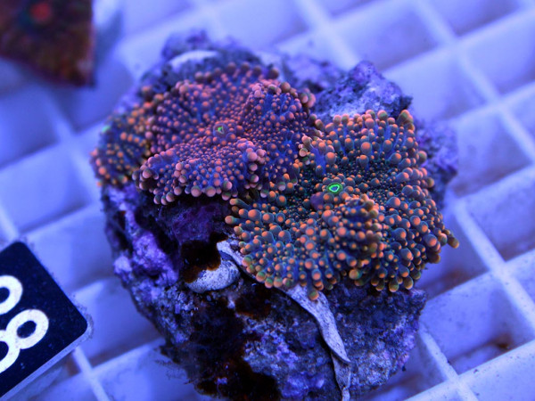 Ricordea spec. - orange - (38)
