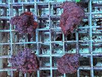 Cyphastrea spec. - Cyphastrea red Frag Cyphastrea spec. - Cyphastrea red Frag