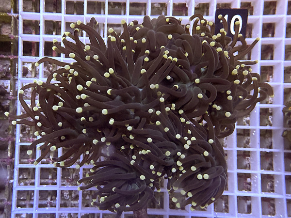 Euphyllia glabrescens black torch yellow tip (10)