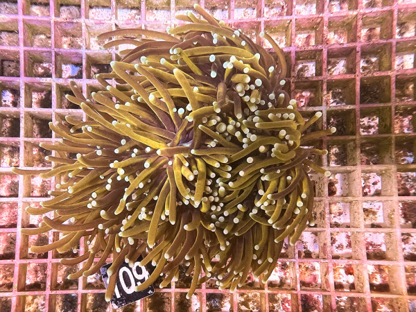 Euphyllia glabrescens - Golden Torch (109)