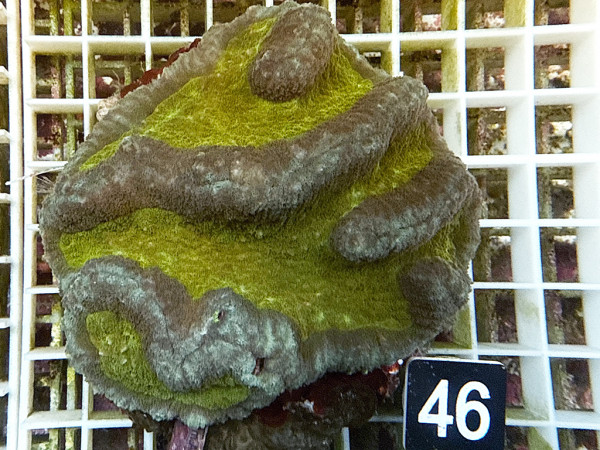 Symphyllia spec. (46)