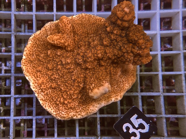 Montipora venosa (35)