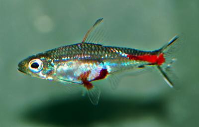 Brittanichthys myersi - Leuchtstrichsalmler, Rarität!!
