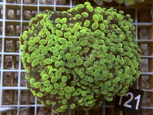 Euphyllia paraancora neon grün (121)