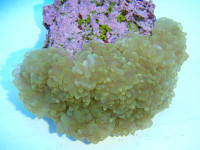 Physogyra lichtensteini - Perlkoralle grün (E 00756/17) Physogyra lichtensteini - Perlkoralle grün (E 00756/17)