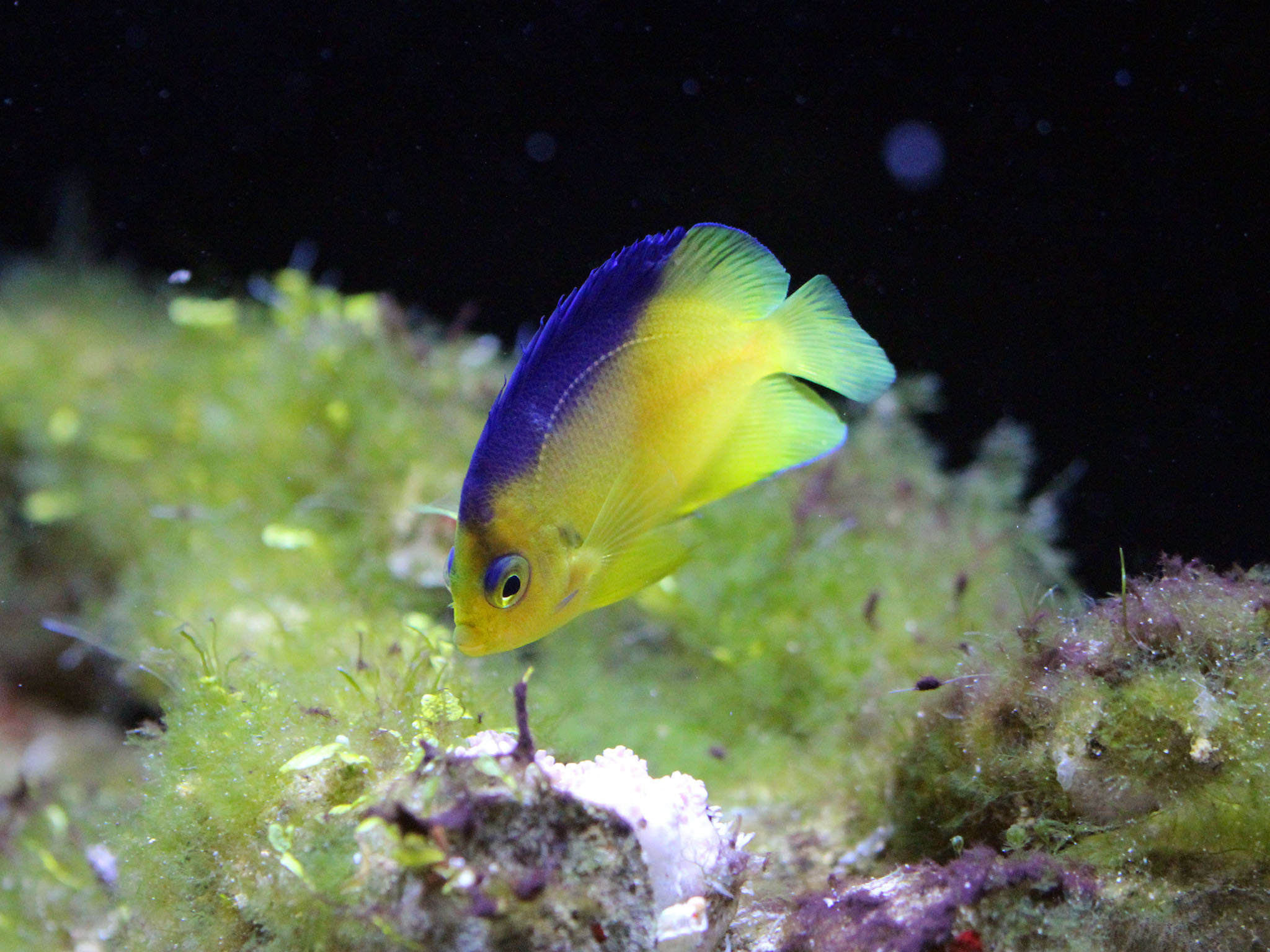 Saltwater fish from saltwater aquaristics specialists | AqZeNo ...