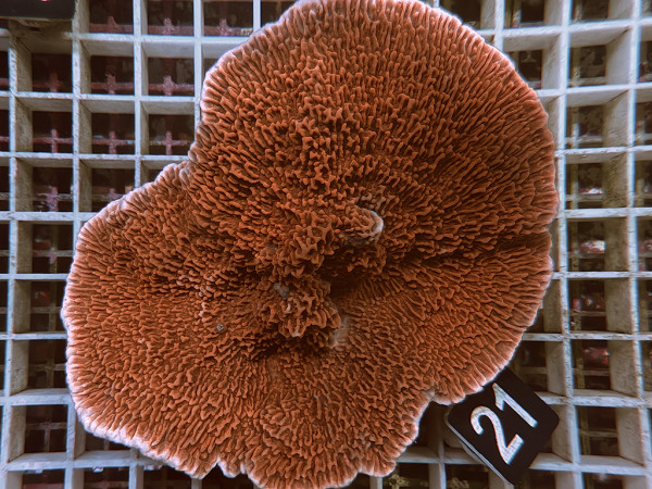 Montipora foliosa (21)