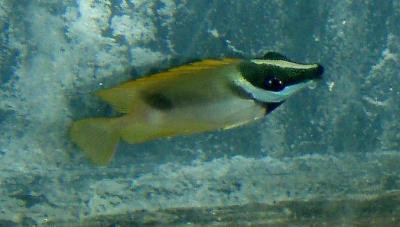 Siganus vulpinus - Kaninchenfisch