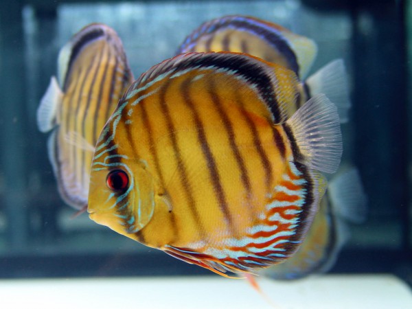 Symphysodon aequifasciatus - Diskus WF blau-rot ca. 12-15cm