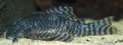 Panaqolus changae - L226, 4-6cm
