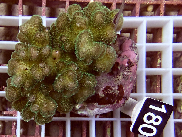 Pocillopora damicornis (180)