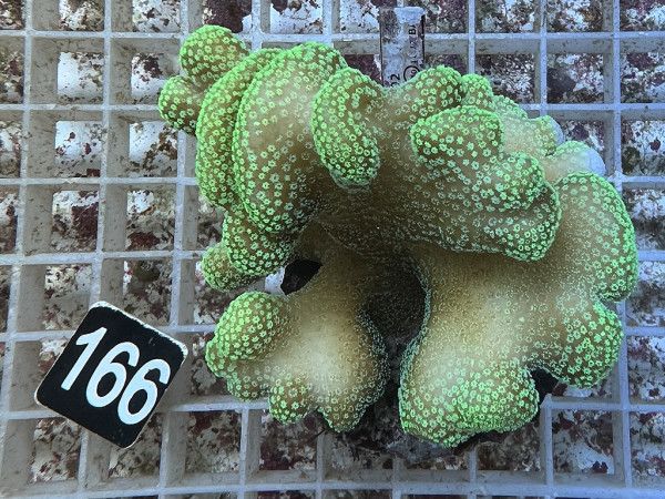 Stylophora pistillata - Buschkoralle grün (166)
