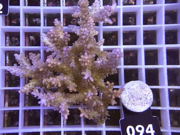 Acropora sp. ultra (094)