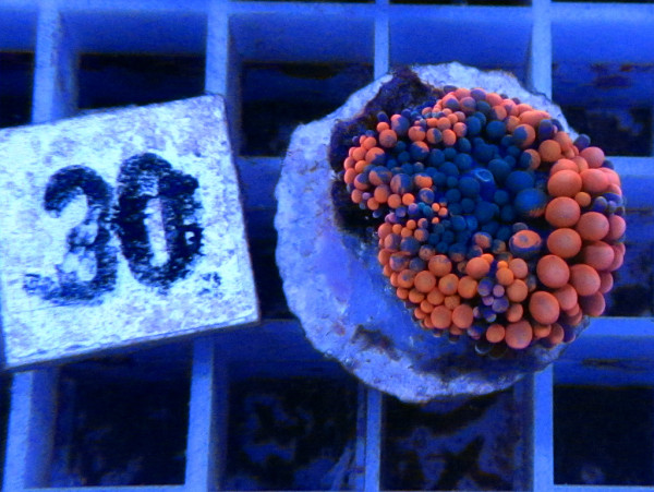 Ricordea floridae - orange (30)