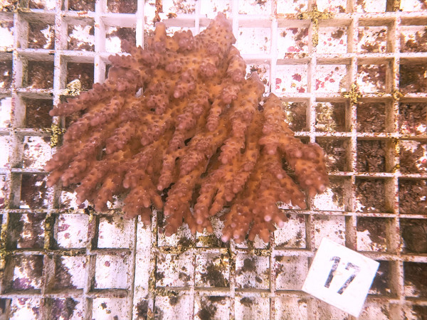 Acropora spec. (17)