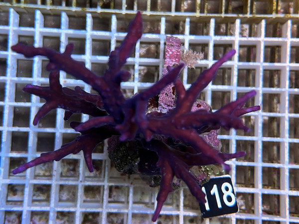 Acropora simplex (118)