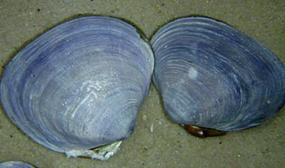 Batissa violacea - Blaue Saphirmuschel