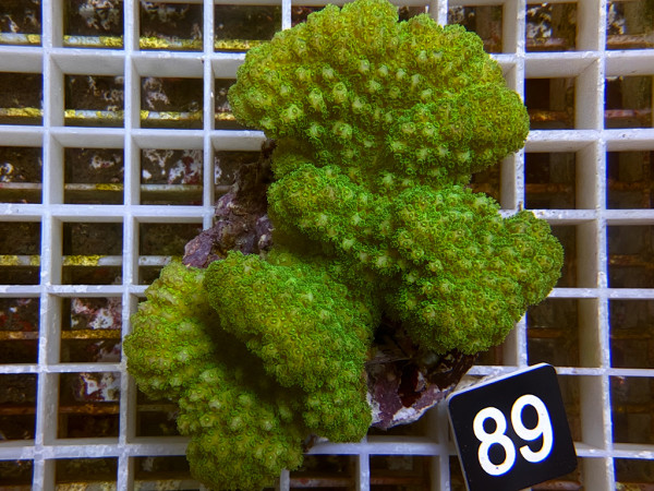 Pocillopora verrucosa - Buschkoralle neon-grün (89)