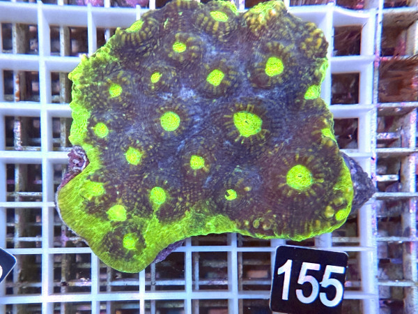 Echinophyllia spec. - Chalice ultra (155)