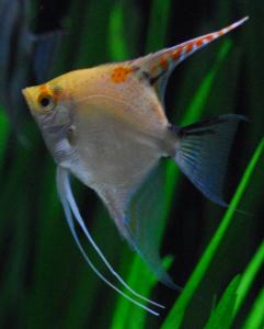 Pterophyllum scalare - Goldener Skalar bei AqZeNo online oder im ...