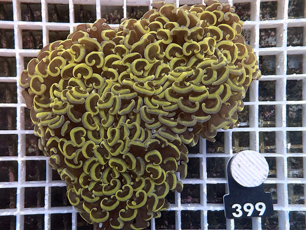 Euphyllia ancora orange (399)