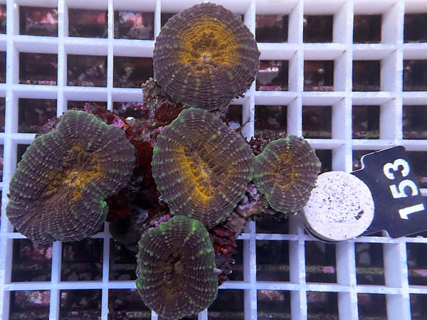 Lobophyllia spec. - Hirnkoralle ultra (153)