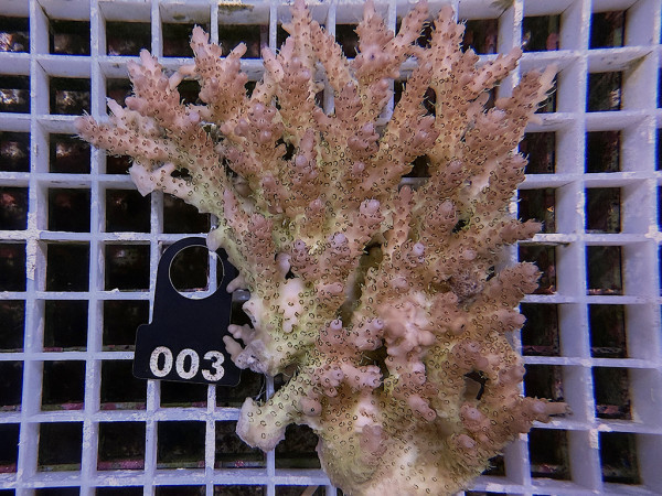 Acropora sp. ultra (003)