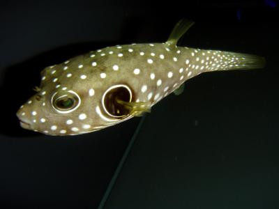 Arothron hispidus - Weißflecken-Kugelfisch
