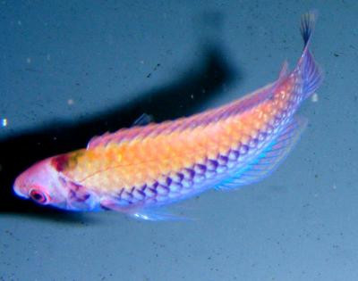 Cirrhilabrus aurantidorsalis - Goldrücken-Zwerglippfisch
