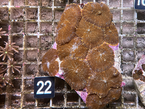 Rhodactis cf. inchoata - Fussel-Scheibenanemonen, orange (22)
