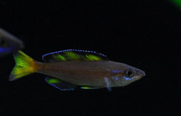 Cyprichromis leptosoma - Kitumba