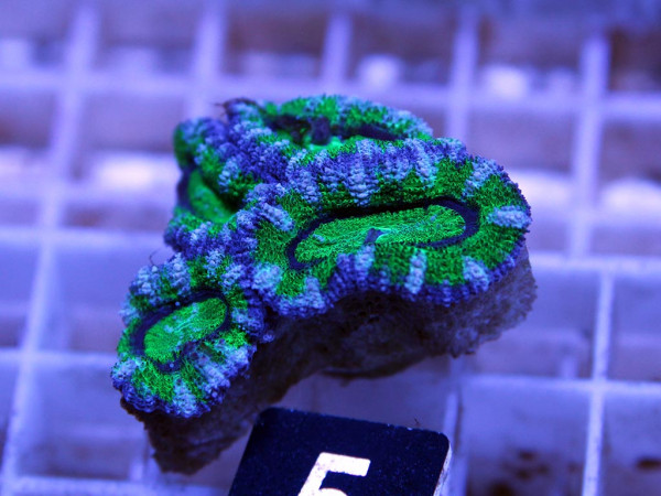 Acanthastrea spec. Frag (5)