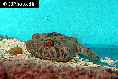 Pao suwatii - Mekong-Kofferkugelfisch