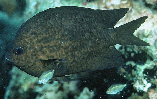 Acanthochromis polyacanthus - Schwalbenschwanz-Riffbarsch