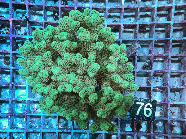 Seriatopora guttatus - Buschkoralle (76)