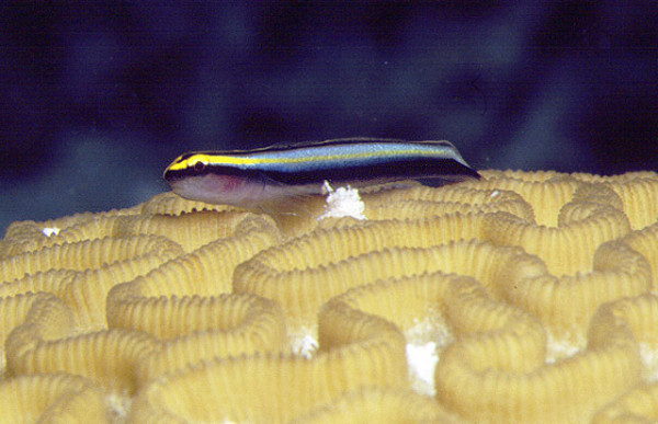 Elacatinus evelynae - Hainasen-Putzgrundel NZ